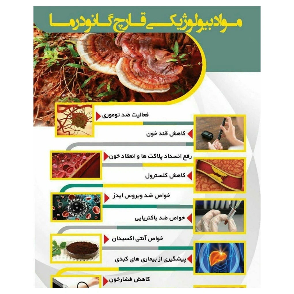قارچ گانودرما بسته 100 گرمی
